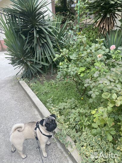 Мопс вязка мальчик