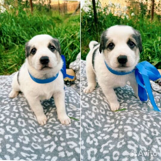 Милые щенки