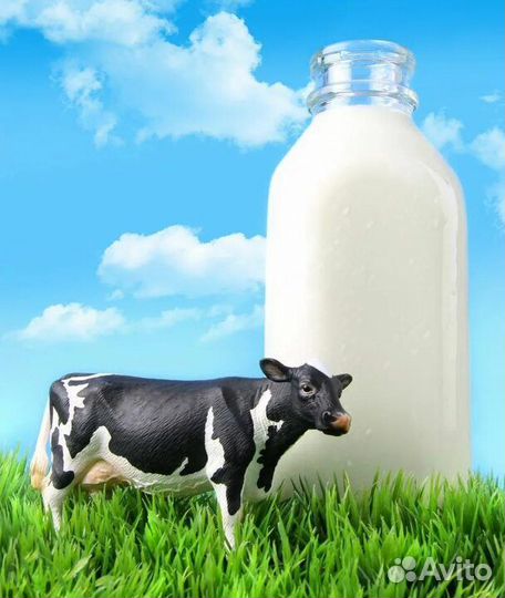 Продажа молока и молочных продуктов