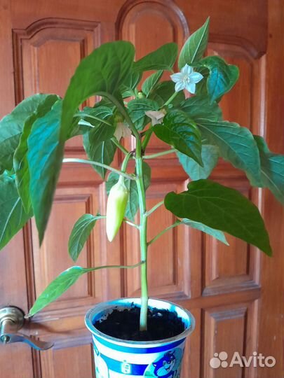 Перец комнатный сладкий