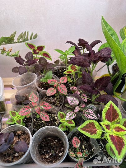 Кашпо петуний хоста колеус