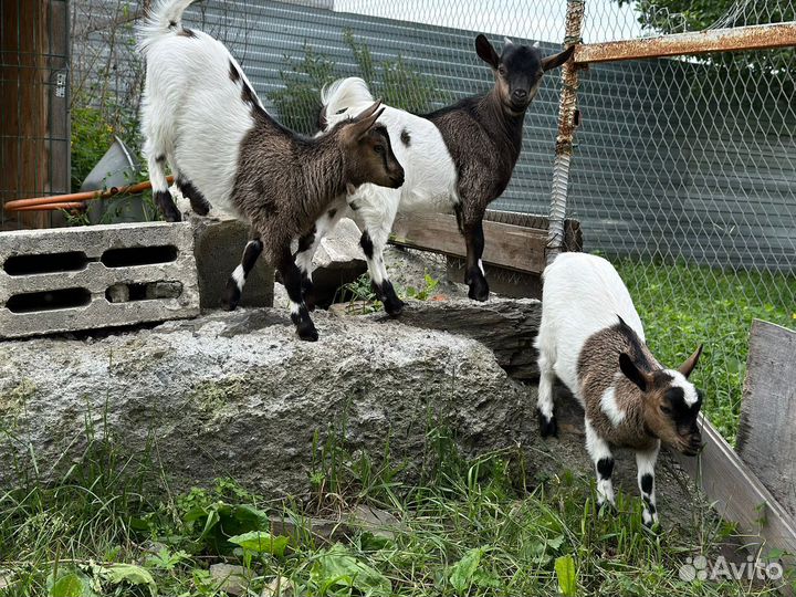 Камерунские козы