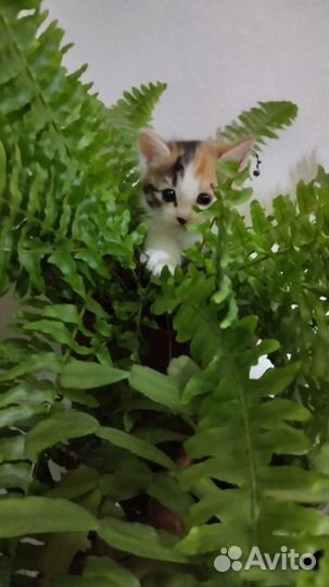 Котята