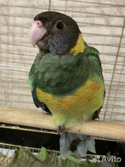 Попугай бернард