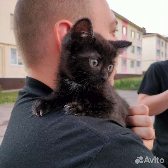 Кошка в добрые руки