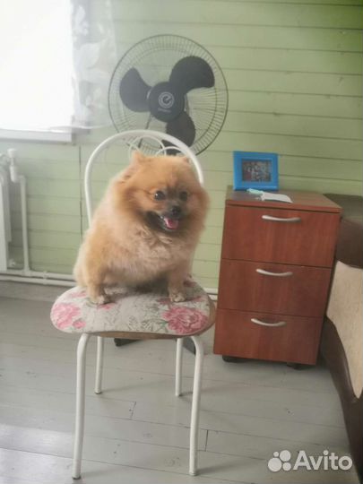 Миттельшпиц