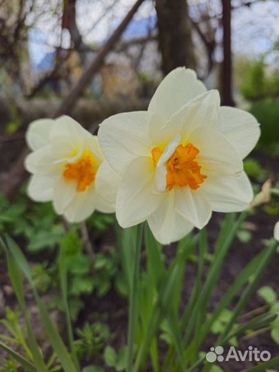 Ассорти нарциссов