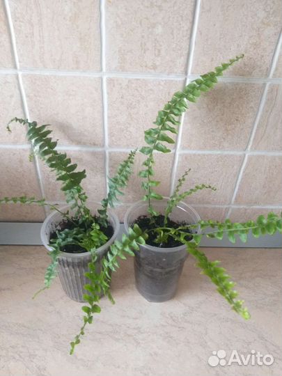 Папоротник нефролепис