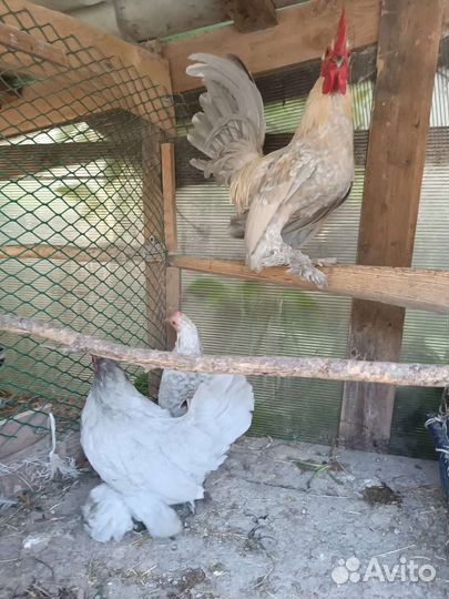 Породистые куры, цыплята и инкубационные яйцо