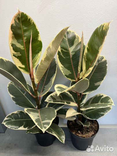 Фикус эластика тинеке