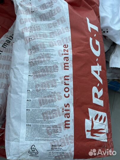 Кукуруза зерно