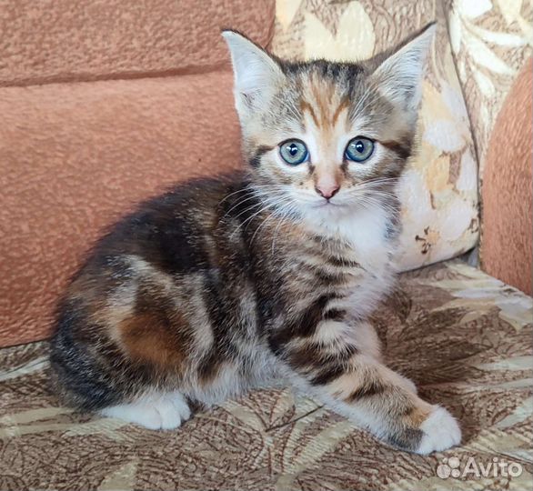 Котенок в добрые руки