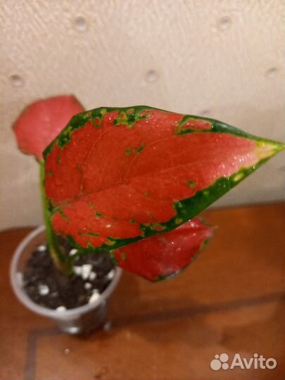 Аглаонемы Далматин,Даенг мане,Пинк аврора