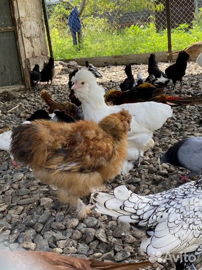 Куры петухи цесарки фазан перепелки