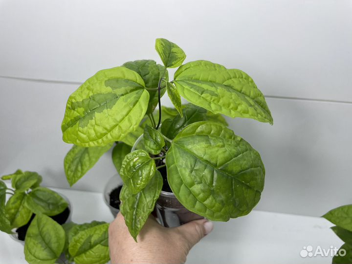 Клеродендрум томпсон