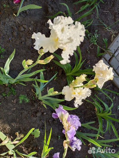 Многолетние цветы