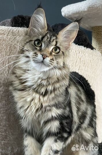 Мейн-кун яркая девочка