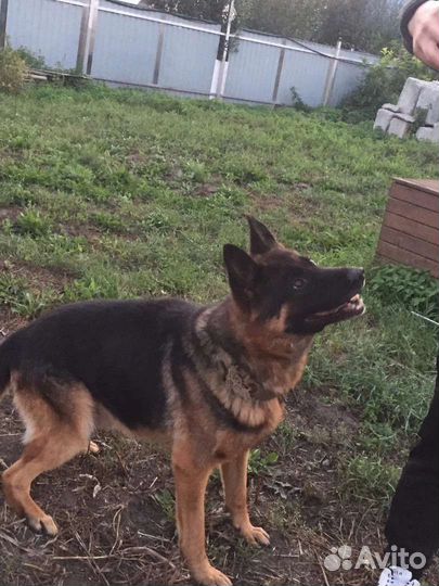 Немецкая овчарка