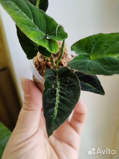 Сингониум райли (болотный)