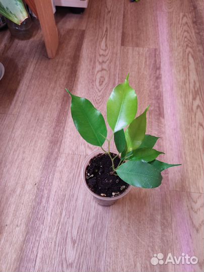 Фикус бенджамина