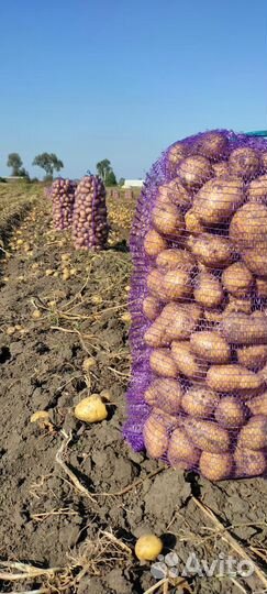 Картофель Оптом
