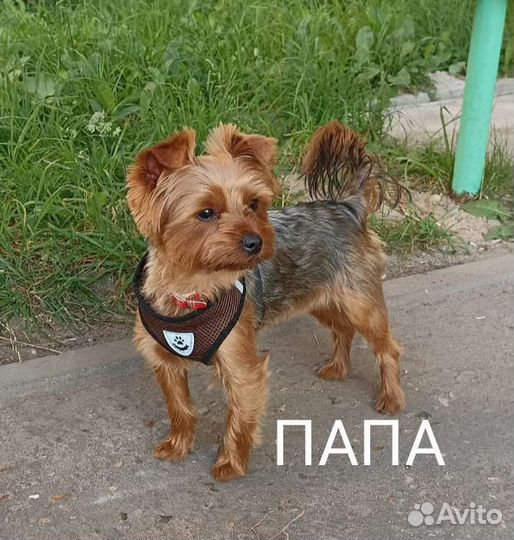 Йоркширский терьер мини