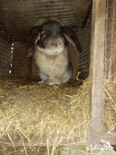 Кролики. Чистокровные