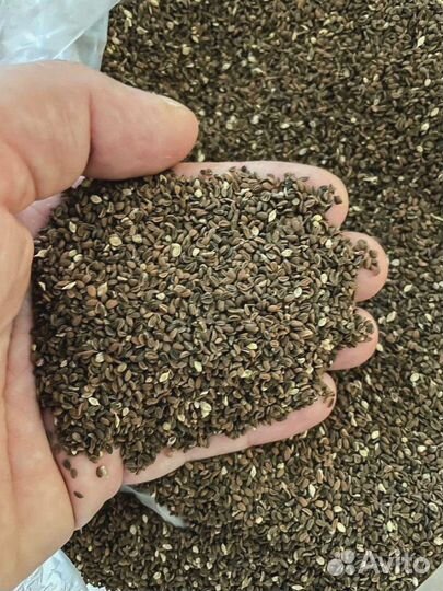 Фацелия семена оптом