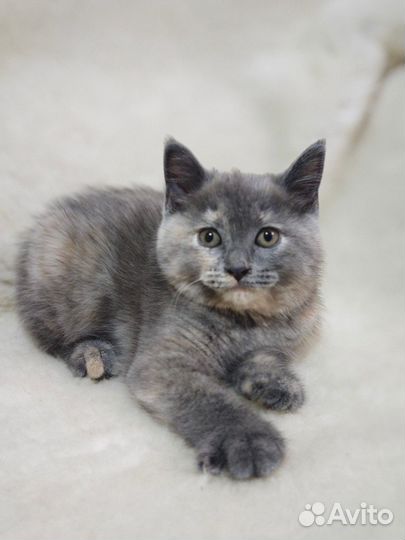 Котята