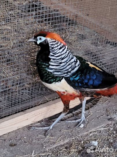 Продаются фазаны, куры