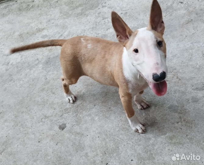 Мини буль Стич