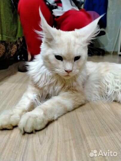 Кот мейн-кун