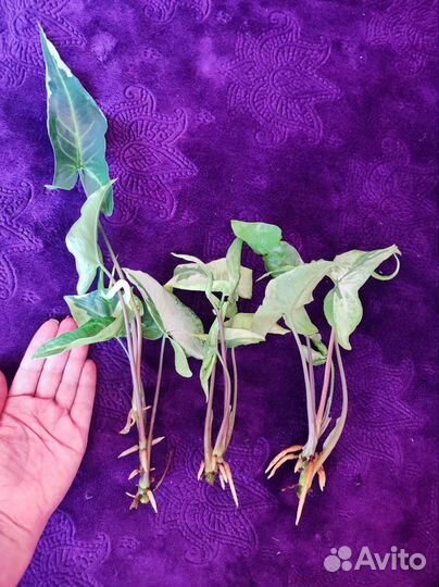 Филодендроны, сингониумы, эпипремнум