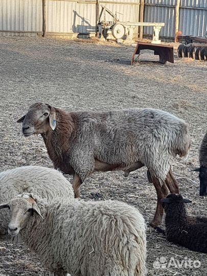 Овцы бараны