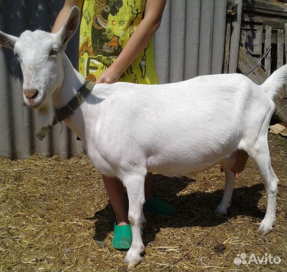 Зааненская дойная коза