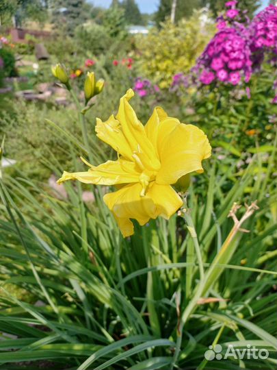 Лилия, лилейник