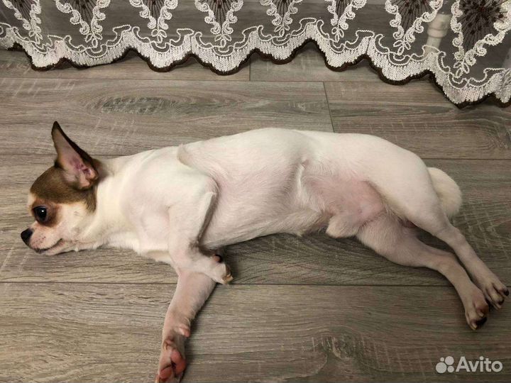 Чихуахуа мини