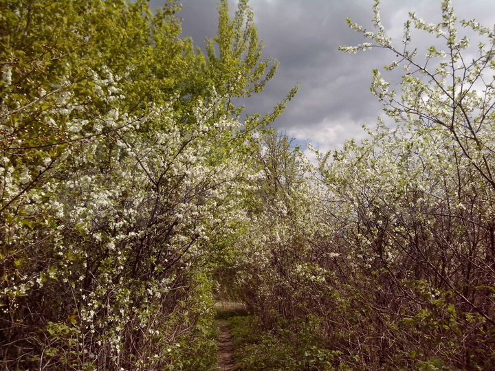 Участок 6,1 сот. (ИЖС)