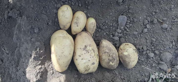 Картофель от 1 тонны