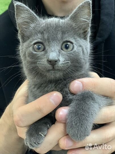 Котята ищут любящую семью