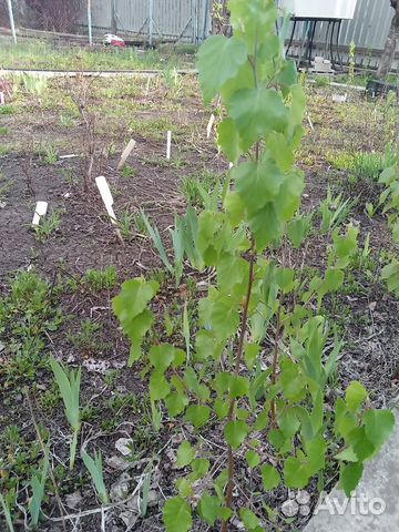 Саженцы березы и ирги