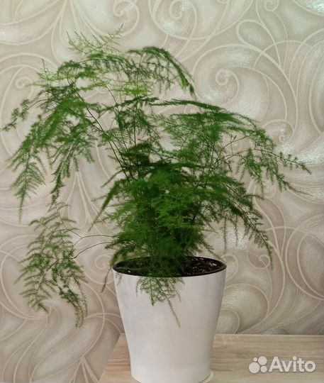 Аспарагус, педилантус, Крассула Хоббит