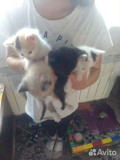 Отдам в добрые руки