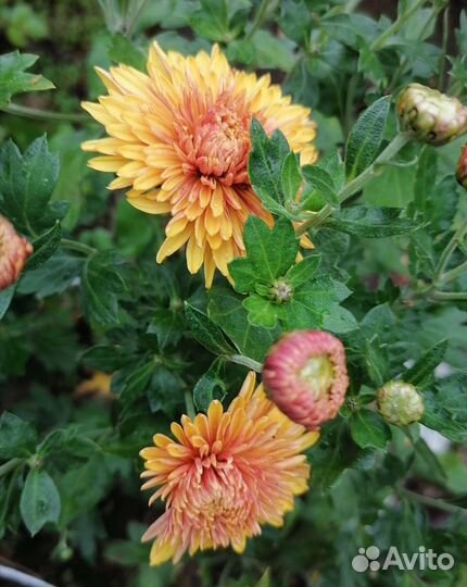 Хризантемы яркие