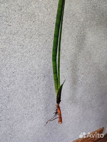 Продам цветы комнатные