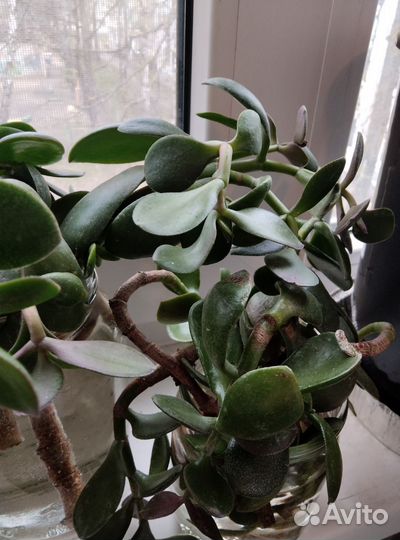 Денежное дерево, толстянка