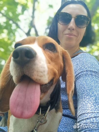 Дрессировка. Домашняя Зоогостиница для собак