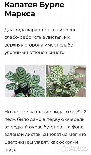 Мята рассада. Комнатные растения