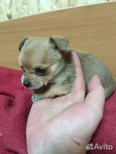 Крошкин