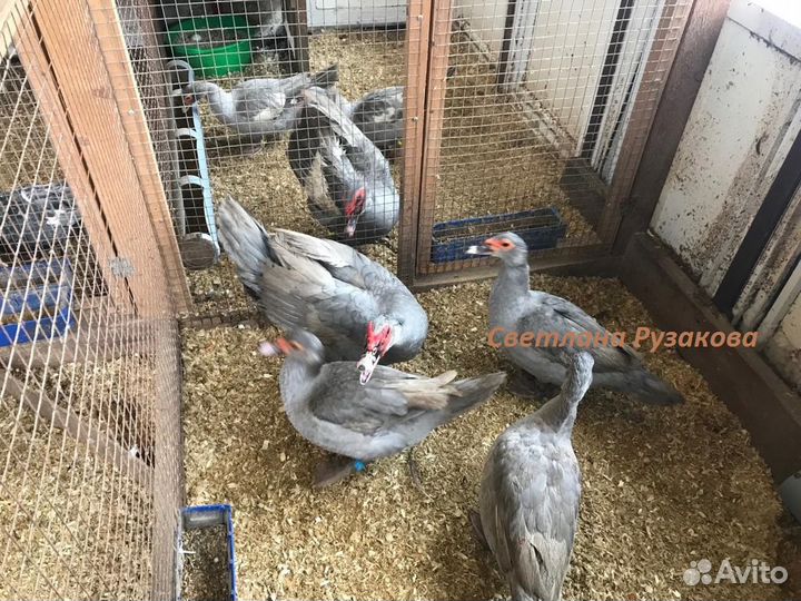 Мускусные индоутята, инкубационное яйцо, селезни